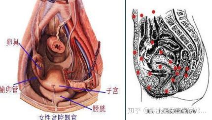 子宮腺肌症能保子宮我們絕不切除子宮