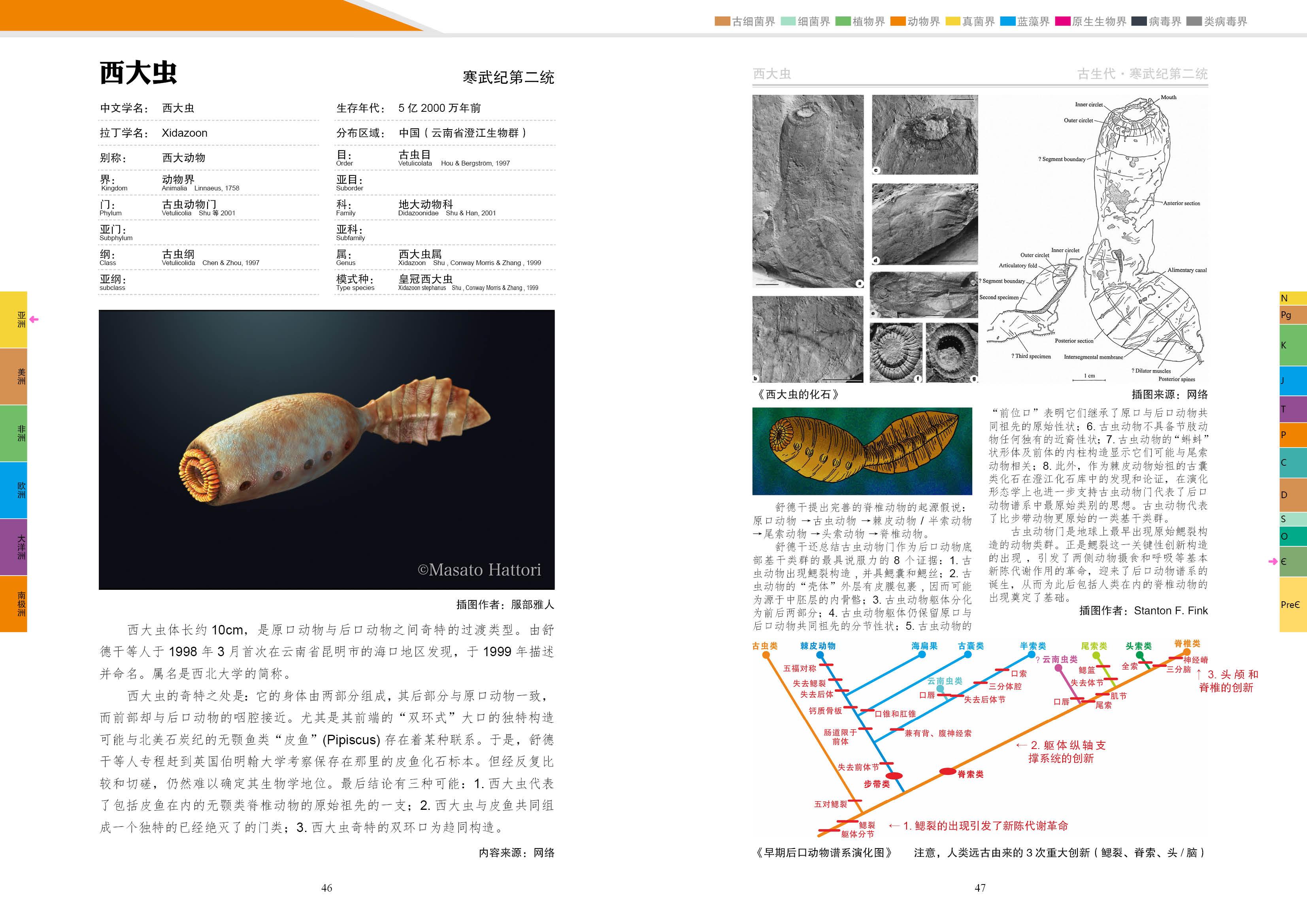 古虫动物门图片