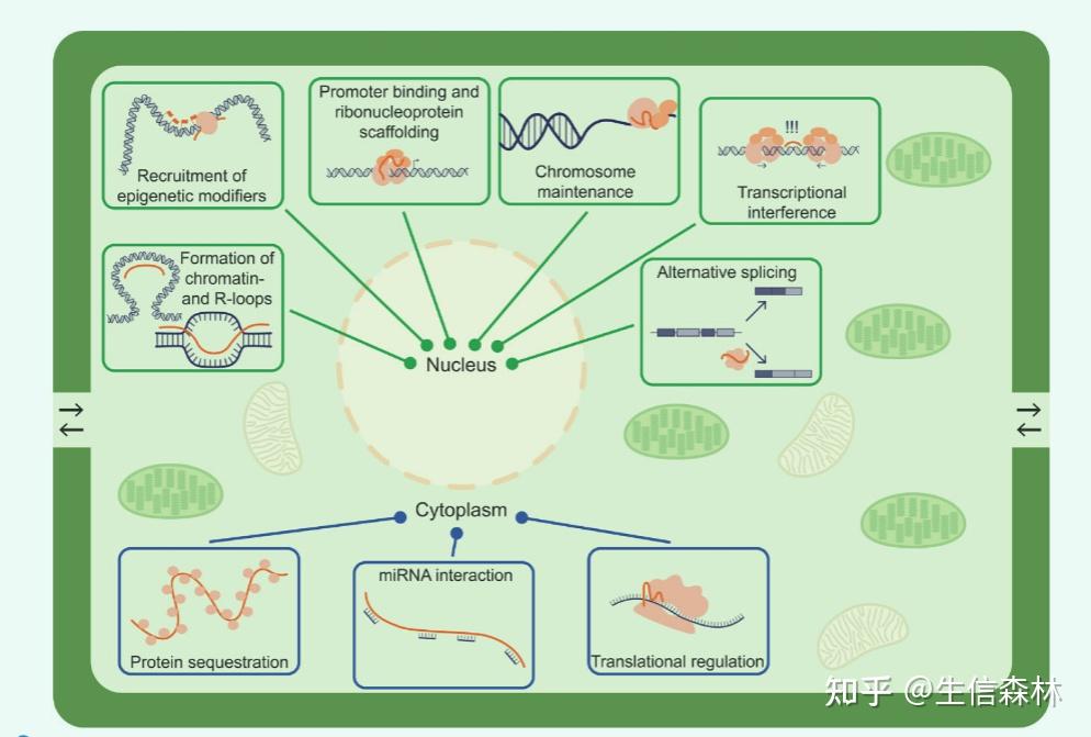 植物 lncRNA 领域重磅综述 | 将发现、机制和技术联系起来，对植物长链非编码rna发展出更清晰的观点 | 2023 Plant Cell ...