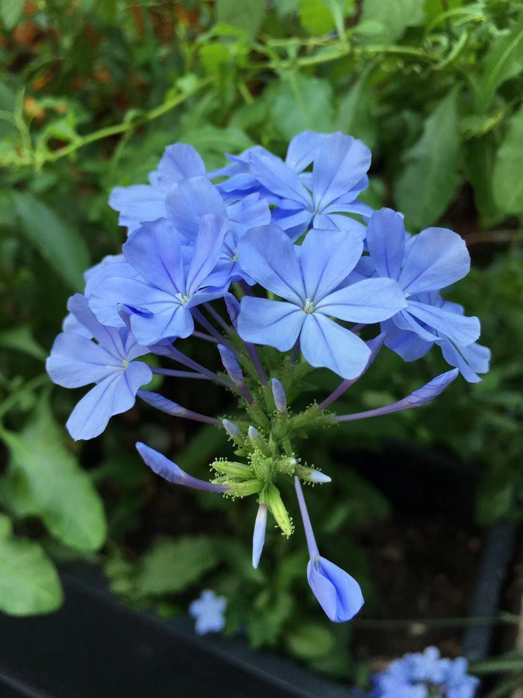 紫阳花的花语寓意 知乎 紫阳花的花语寓意 知乎