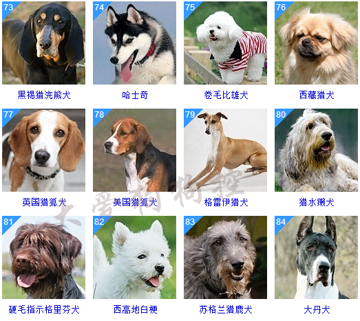 各种品种的狗狗图片