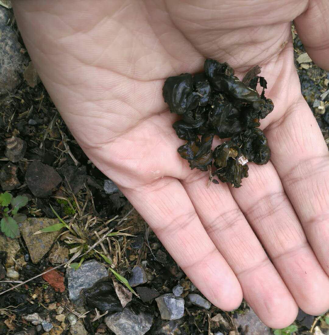 它的原材料地衣也是道美味