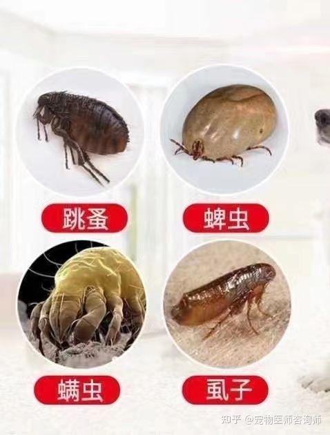 猫特别怕水,胆小不让洗澡,身上全是跳蚤,有没有什么推荐的药? - 知乎