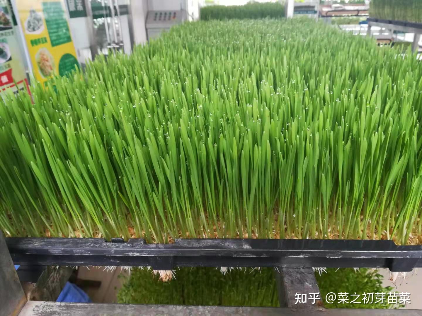 小麦芽苗菜的营养功效及作用