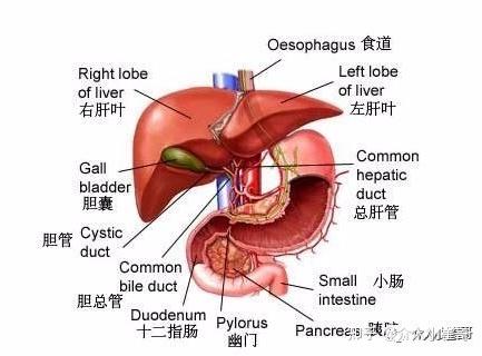 肝脏s4段位置图图片