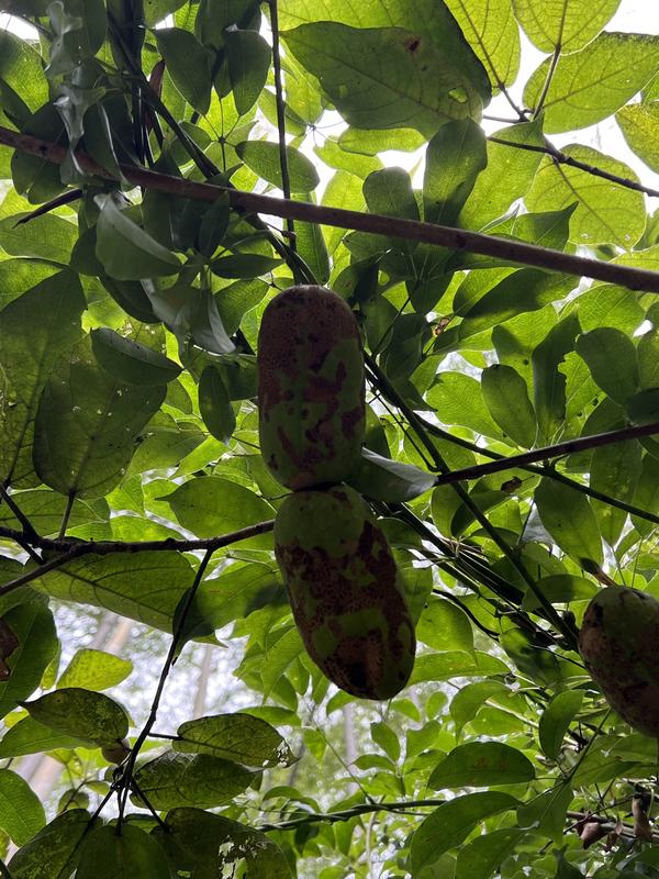 钝药野木瓜,农村纯原野外生长水果,口感淡淡甜香味很入味