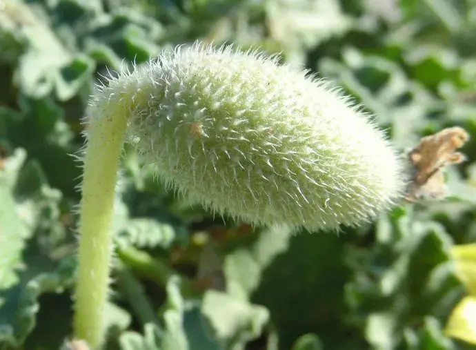 最有力气的果实喷瓜能将种子喷射15米远现实中的豌豆射手