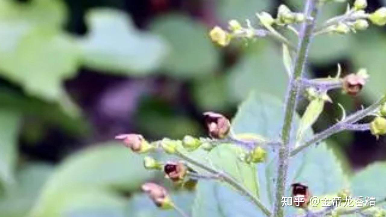 香精与香料(95)—玄参 - 知乎