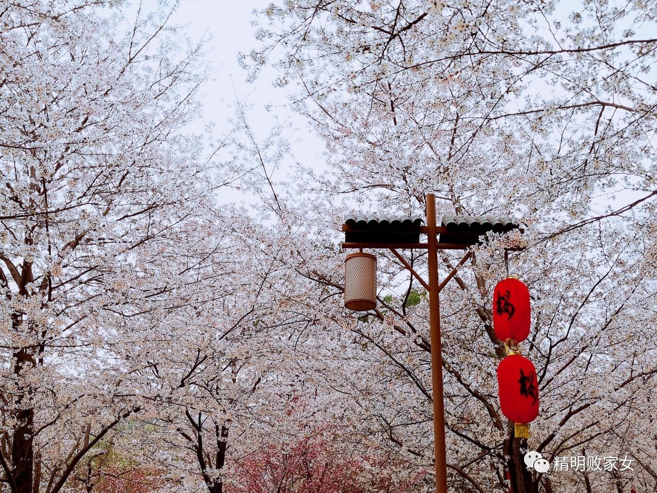 東湖磨山櫻花園