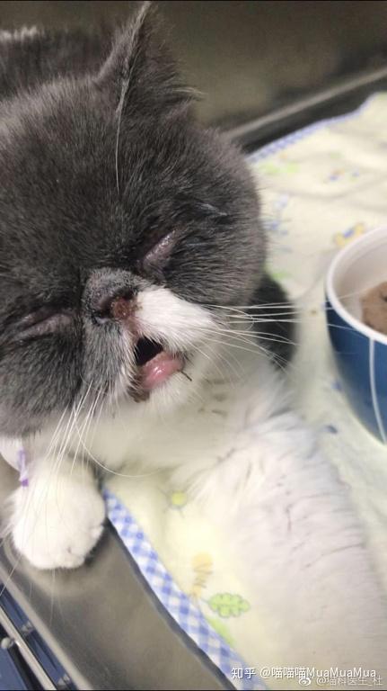 猫杯状病毒感染 - 知乎