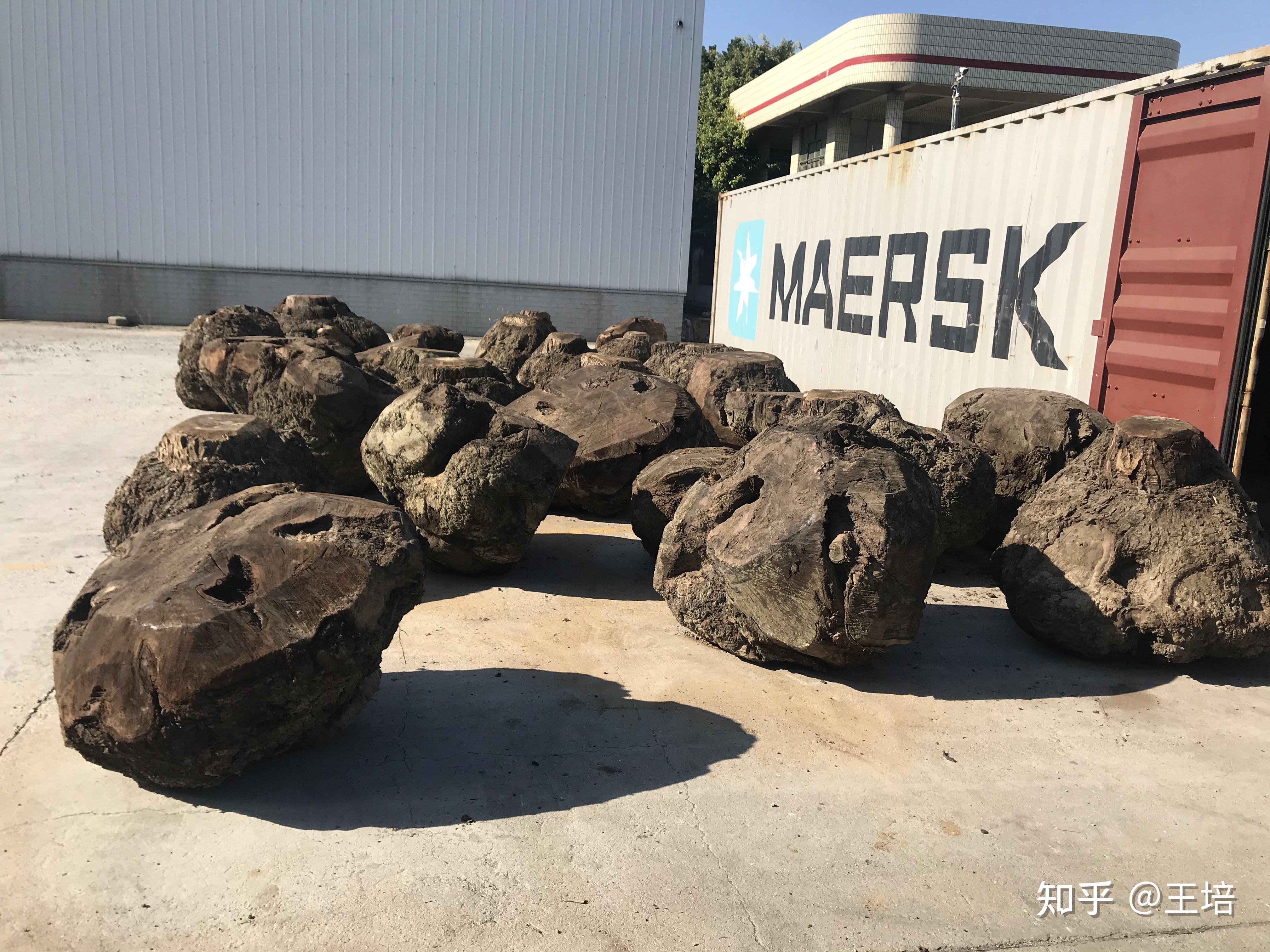 美国黑胡桃木树瘤进口报关清关注意事项