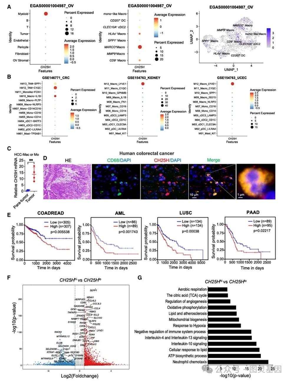 immunity | 中科院王红艳揭示25-羟基胆固醇代谢重编程