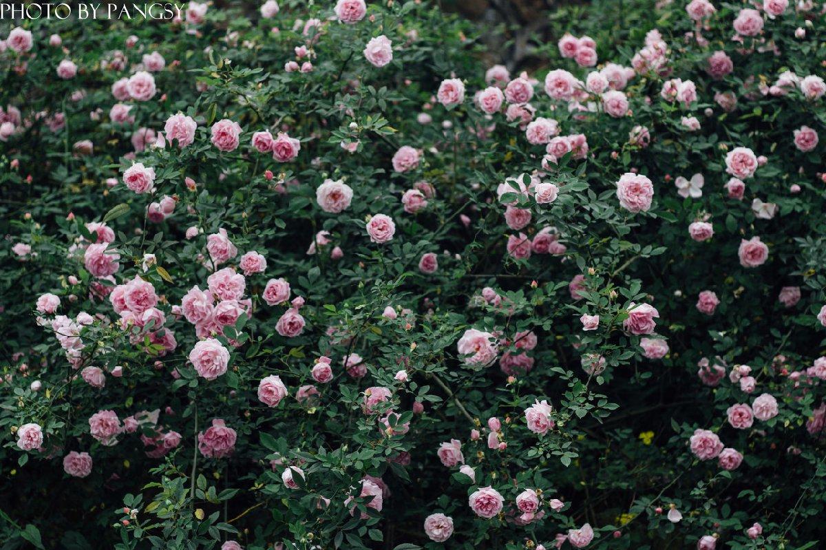 北碚金果园蔷薇花图片
