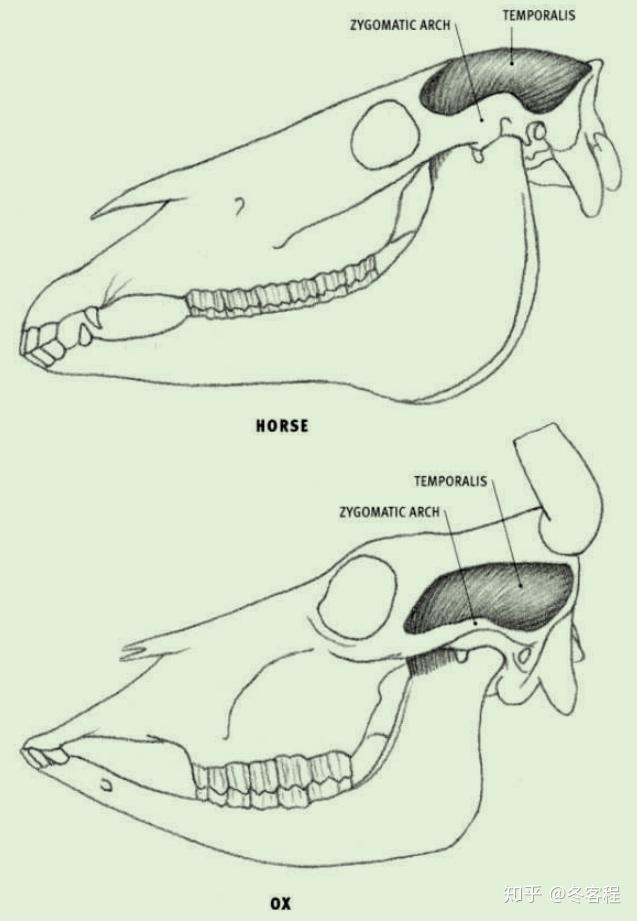 动物肌肉头部肌肉09