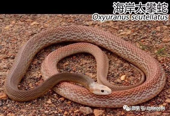 澳洲剧毒蛇类太攀蛇
