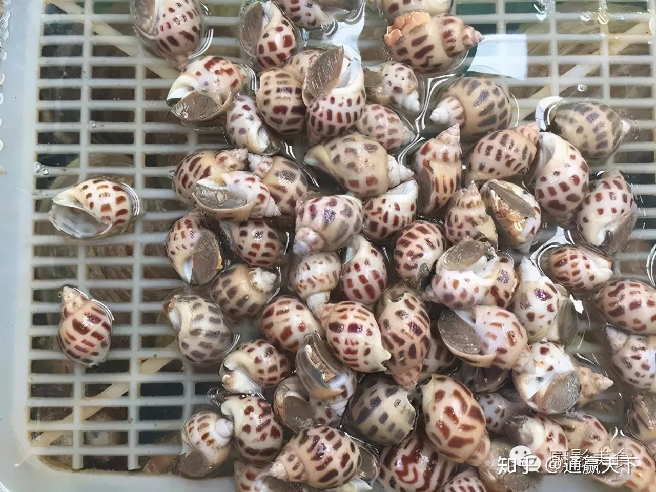 著名螺类食材大全，你吃过几种呢？ - 知乎