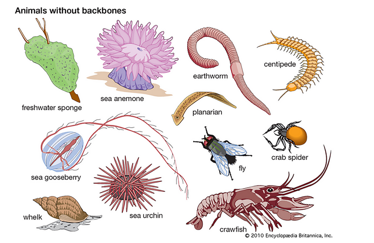 图说骨骼系统skeletalsystem无脊椎动物