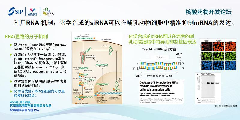 写意报告丨siRNA的生物智造 - 知乎