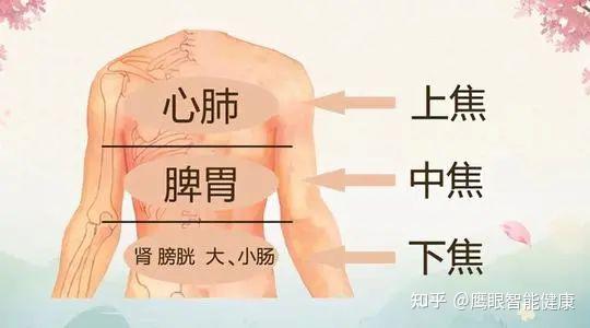 中医所称“三焦”的实质及其临床意义 - 知乎