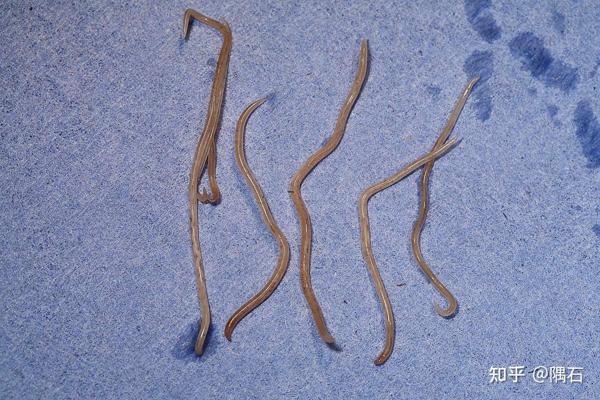 线形动物【round worm】;身体细长呈圆柱形;体表有角质层,有口无肛门.