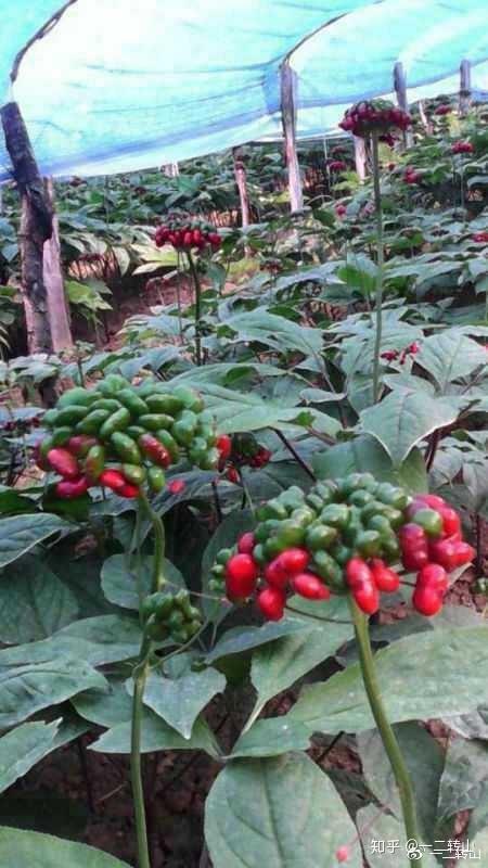 67六月,人参开花,一朵小参花.