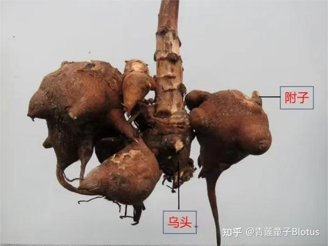 附子乌头天雄白附片白附子的区别 - 知乎