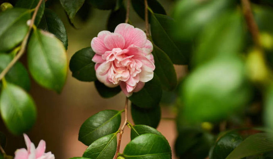 plant cell | 植物端粒越长,开花越早!