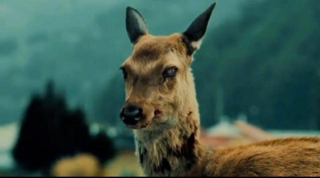 鹿的健康,直到身体完全被病毒破坏了,就会倒下,并不能像传闻中的丧尸