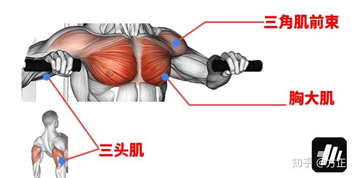 总的来说,卧推将会训练到三个部位:胸大肌(主要)三角肌前束(次要)三头
