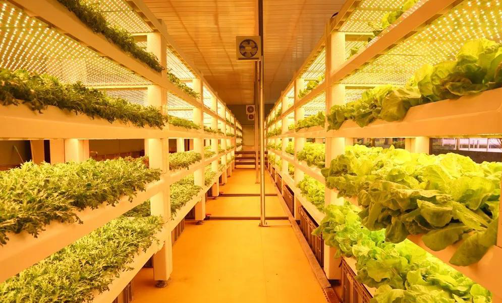 高级农业 无土栽培 植物工厂 了解一下 知乎 高级农业 无土栽培 植物工厂 了解一下 知乎