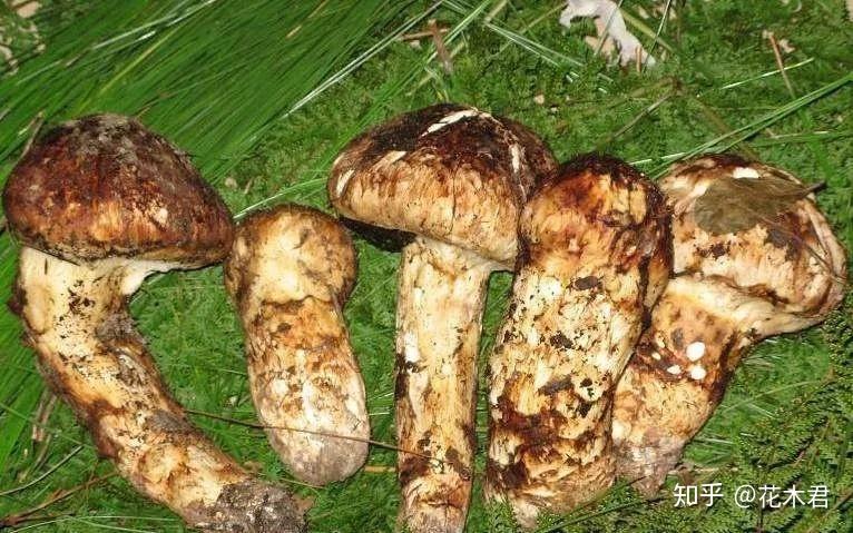 国家Ⅱ级重点保护珍稀濒危菌类植物：松口蘑（松茸） - 知乎