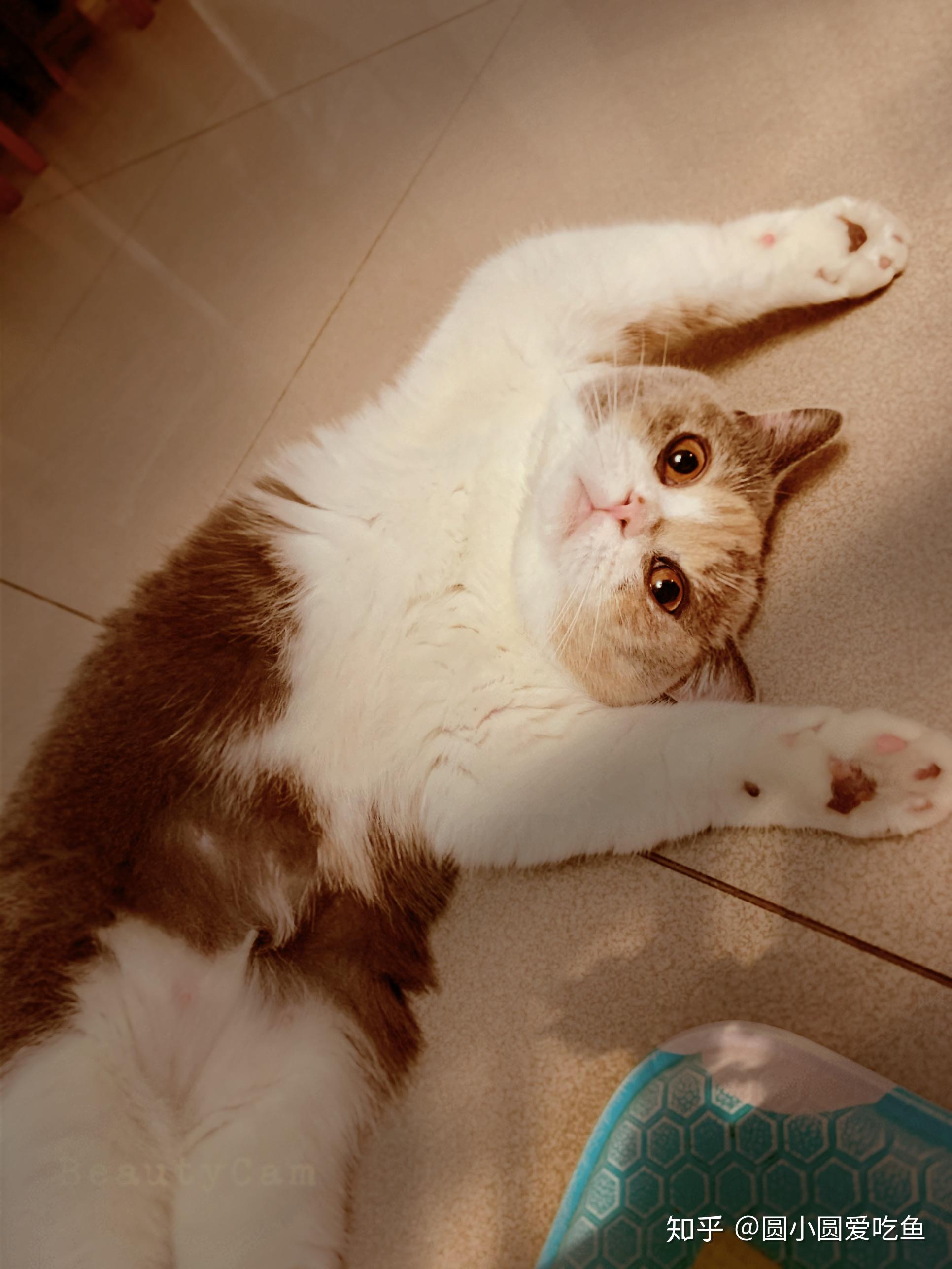 三花猫这个品种是不是养不胖