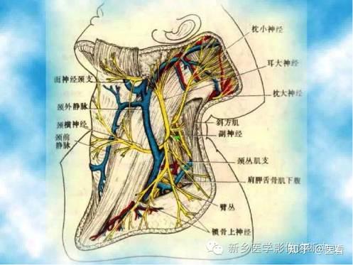 枕大神经卡压综合征 - 知乎