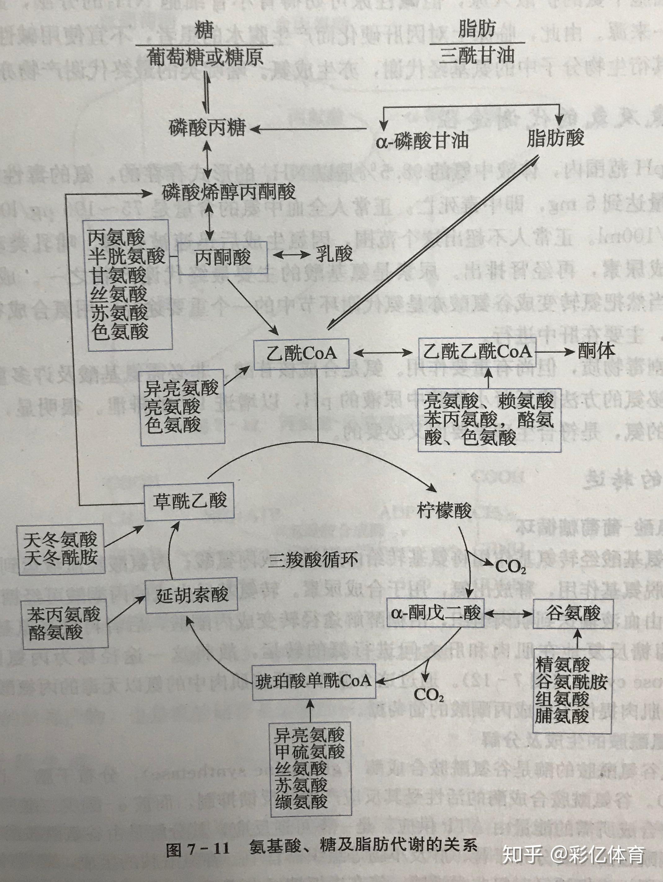 糖类摄入过多会转化为脂肪储存起来那过多的氨基酸会在人体内怎样储存
