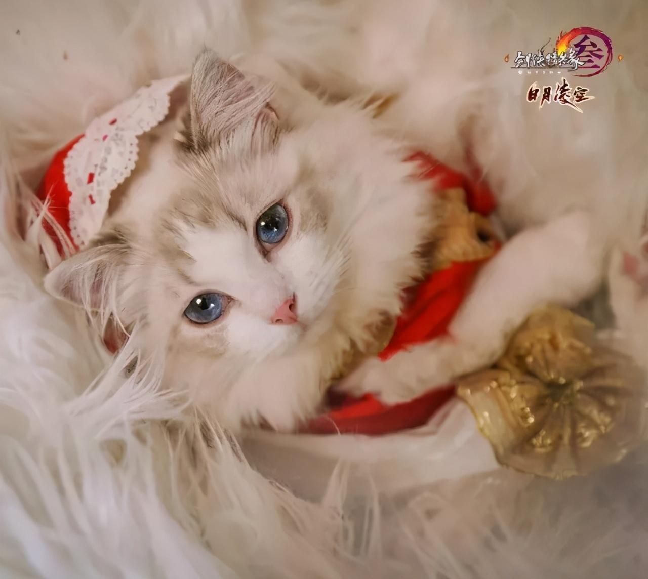 v2-aeb91c3267341650b277a2136ea55b45_1440w.jpg?source=172ae18b