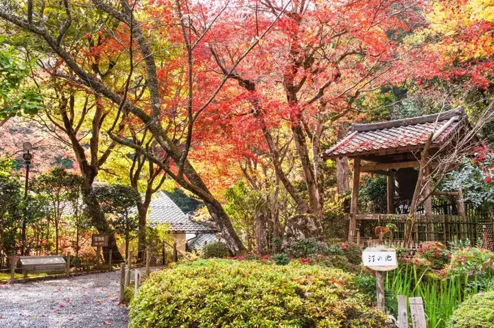 日式庭院该配什么植物 怎么配 看这里 知乎 日式庭院该配什么植物 怎么配 看这里 知乎