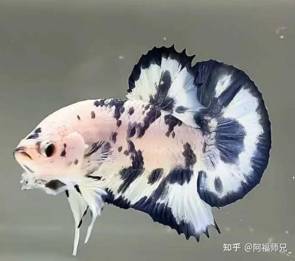 泰国斗鱼品种科普