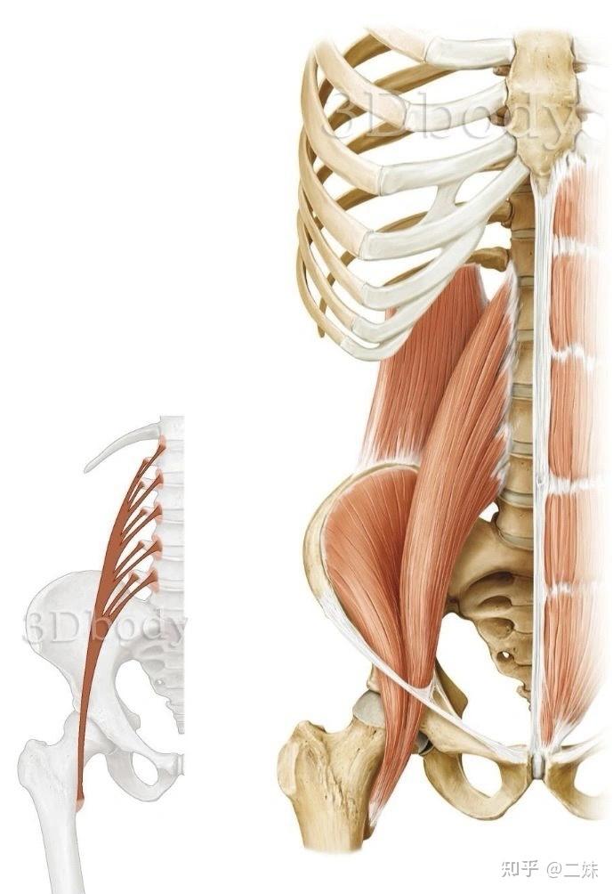 一天一點解剖學人體下肢肌群髖肌