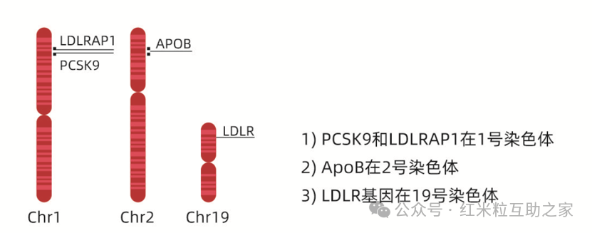 疾病科普 | 杂合子FH(HeFH) VS 纯合子FH(HoFH),一字之差到底有何区别? - 知乎