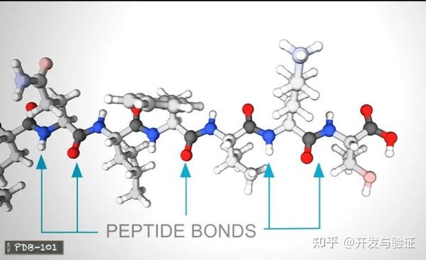 科普 什么是蛋白质 知乎