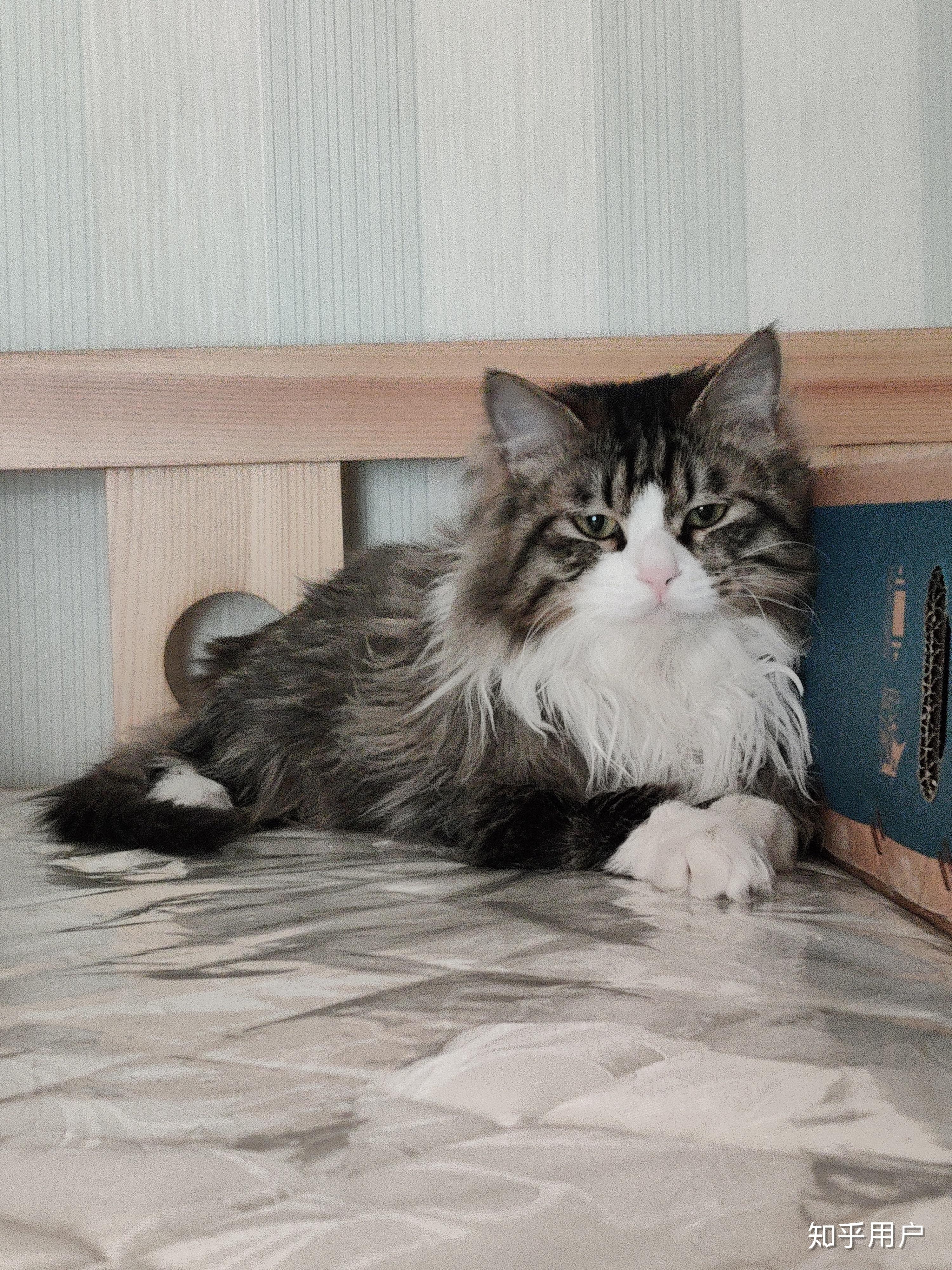 挪威森林猫别名(挪威森林猫属于哪一类)