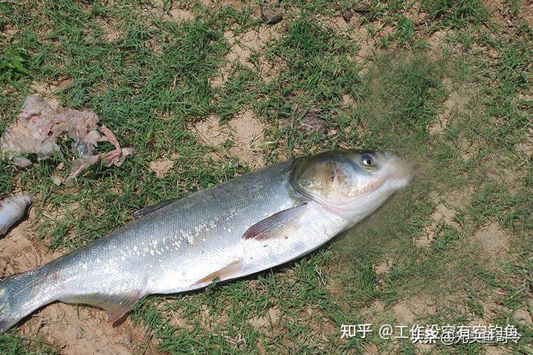 怎么钓鲢鳙?钓鲢鳙的秘籍:从新手到高手的进阶之路 - 知乎