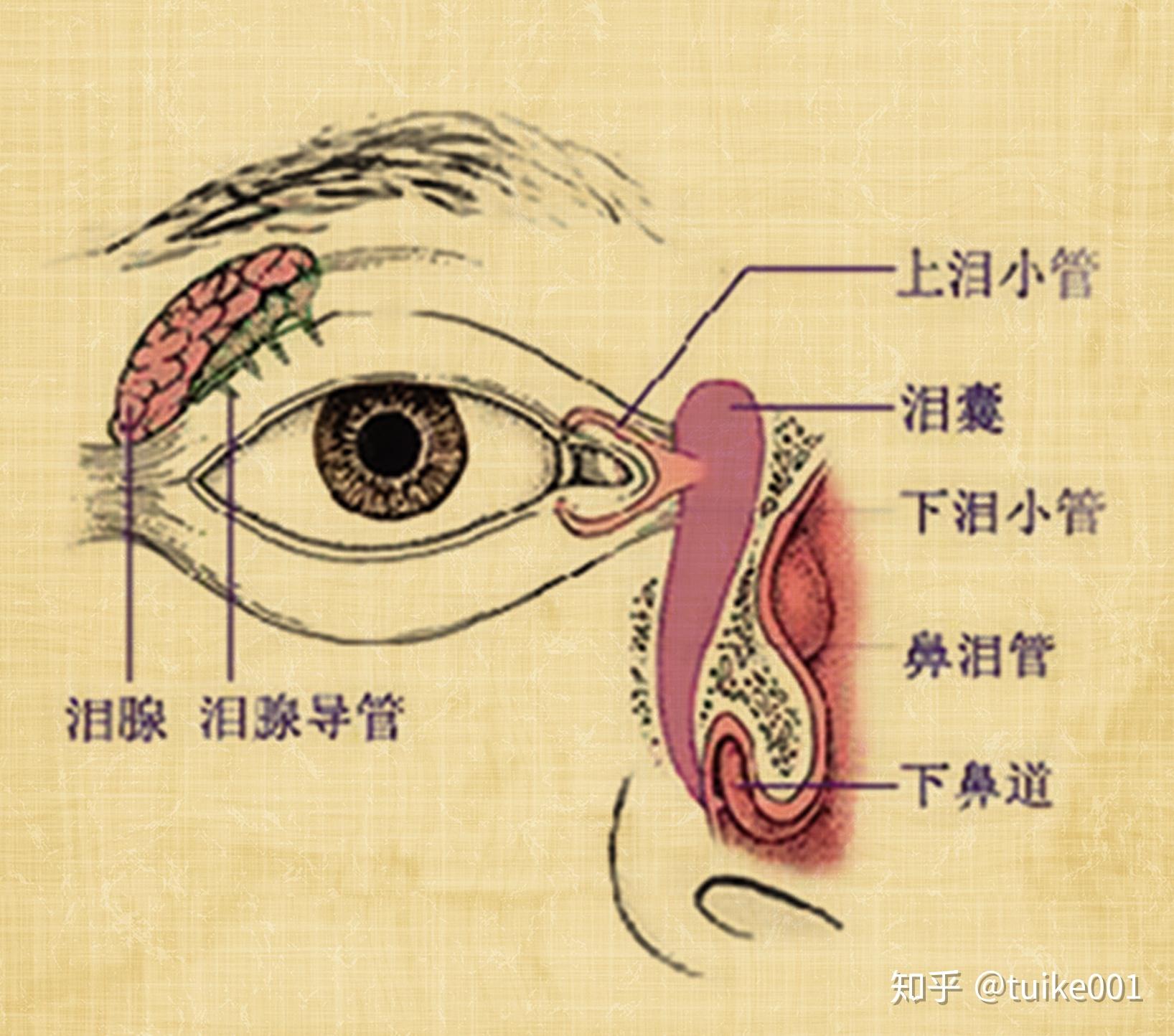 人的眼睛和鼻腔有个鼻泪管是相通的,那么什么叫鼻泪管呢?