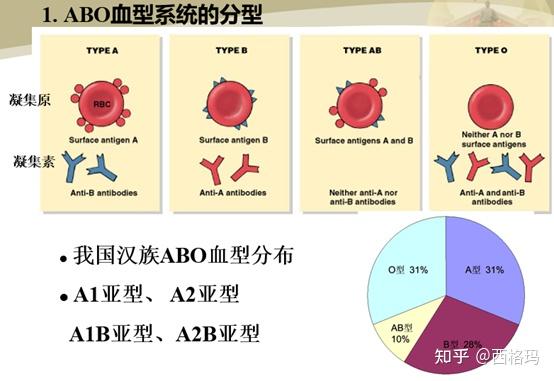 血液凝集素 – 血液 凝集反応 | 赤血球凝集反応 – NXFJO