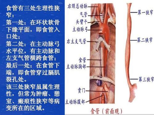 食管与气管的位置关系图片