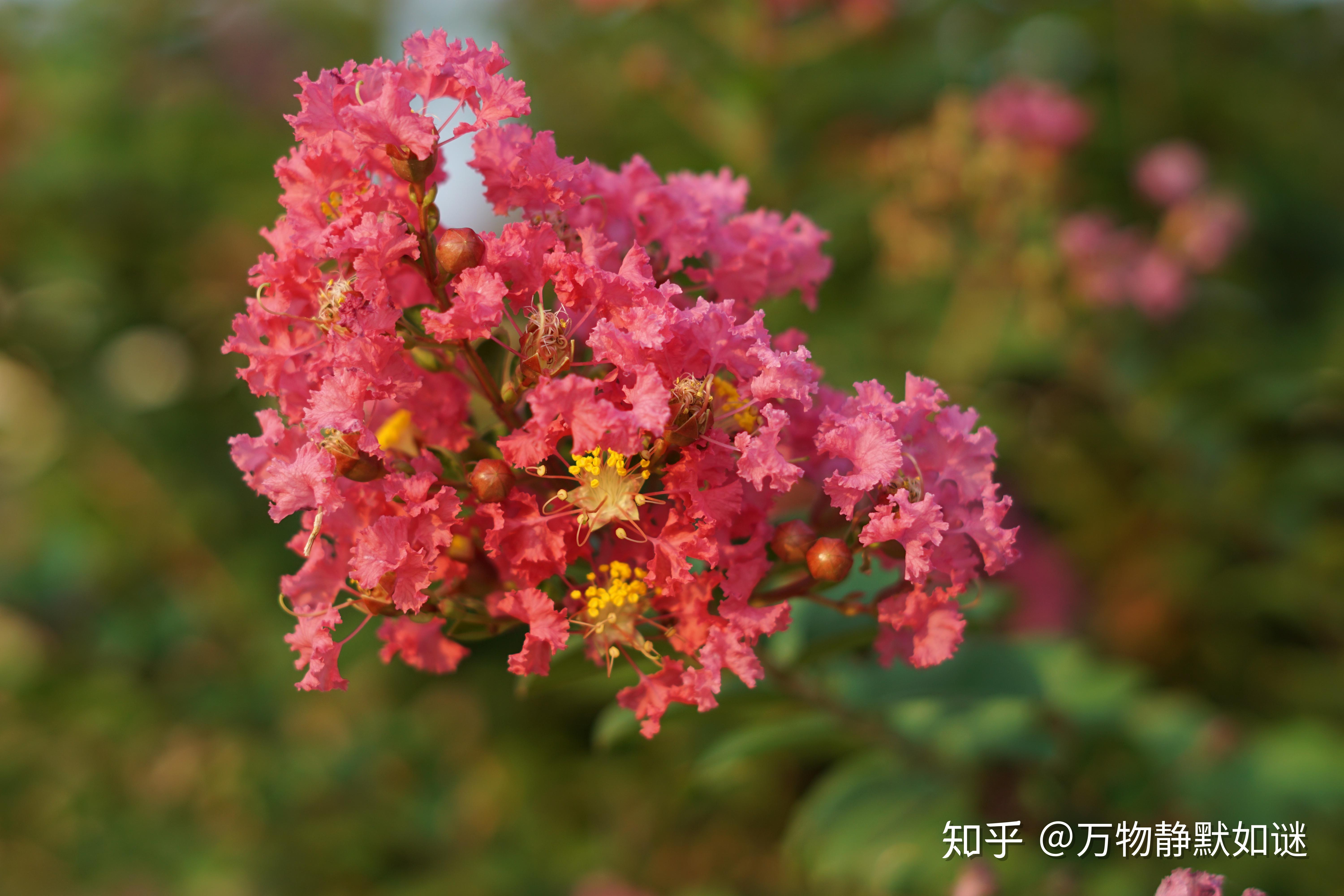 内地叫红花羊蹄甲,学名为bauhinia  blakeana,苏木科羊蹄甲属植物洋