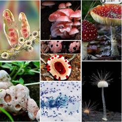 科普讲堂 | 让我们和各种微生物再次认识一下 - 知乎
