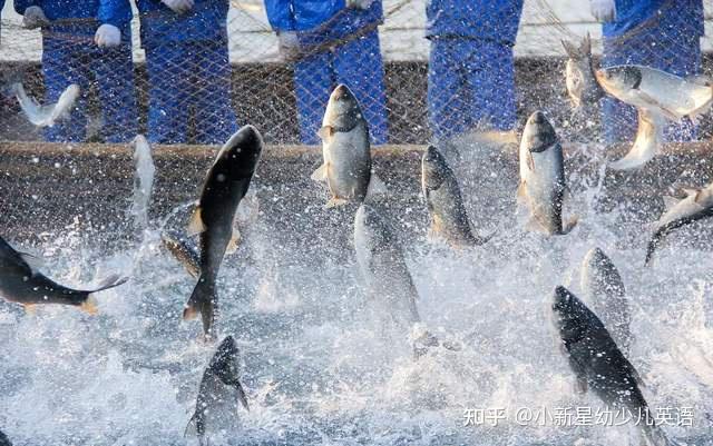 对渔民来说,处暑也是收获的时节.