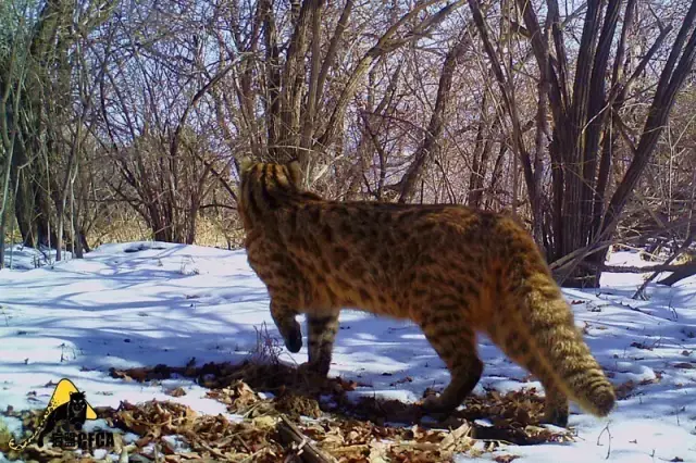 请看呼吁发声:豹猫应该成为国家重点保护野生动物!