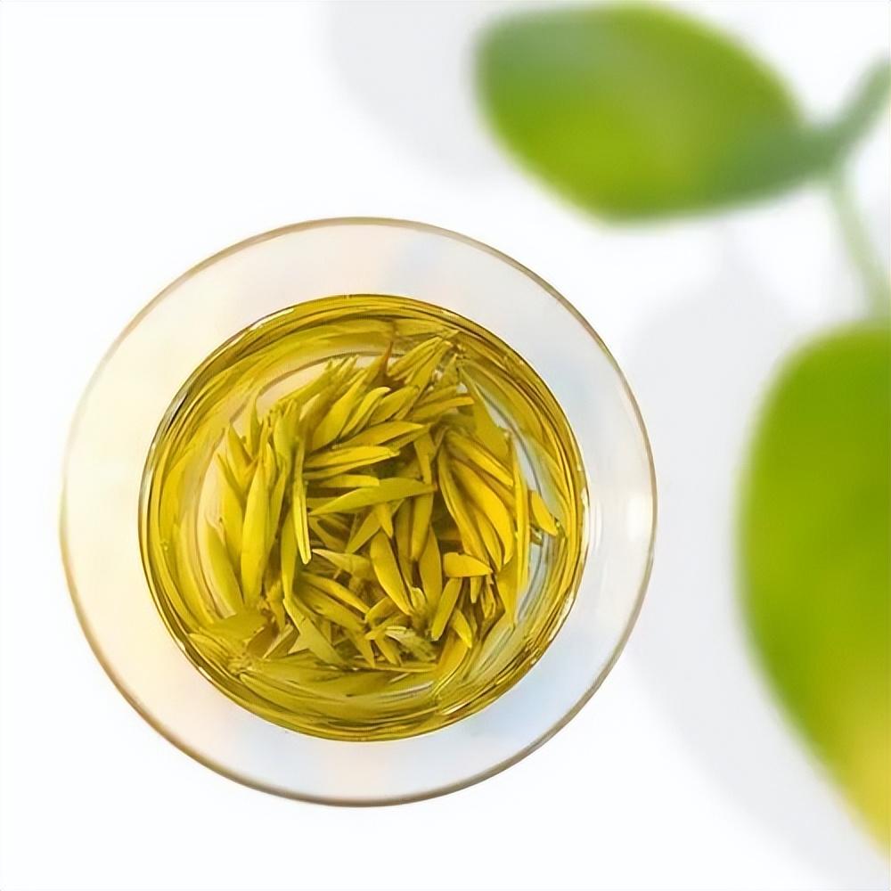 黄茶 | 黄小茶 平阳黄汤 -- 为清宫烹制奶茶的雁荡山上茶 - 知乎